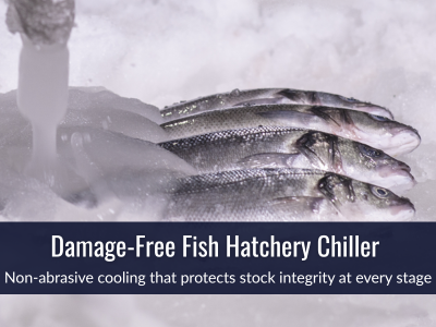 Slurry ice crystals for rapid fish harvest chilling