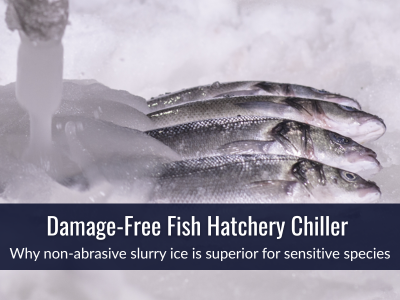 Slurry ice for for rapid, damage-free hatchery cooling