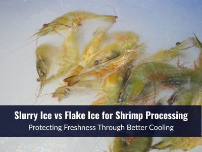 Choosing the Right Ice for Shrimp Processing